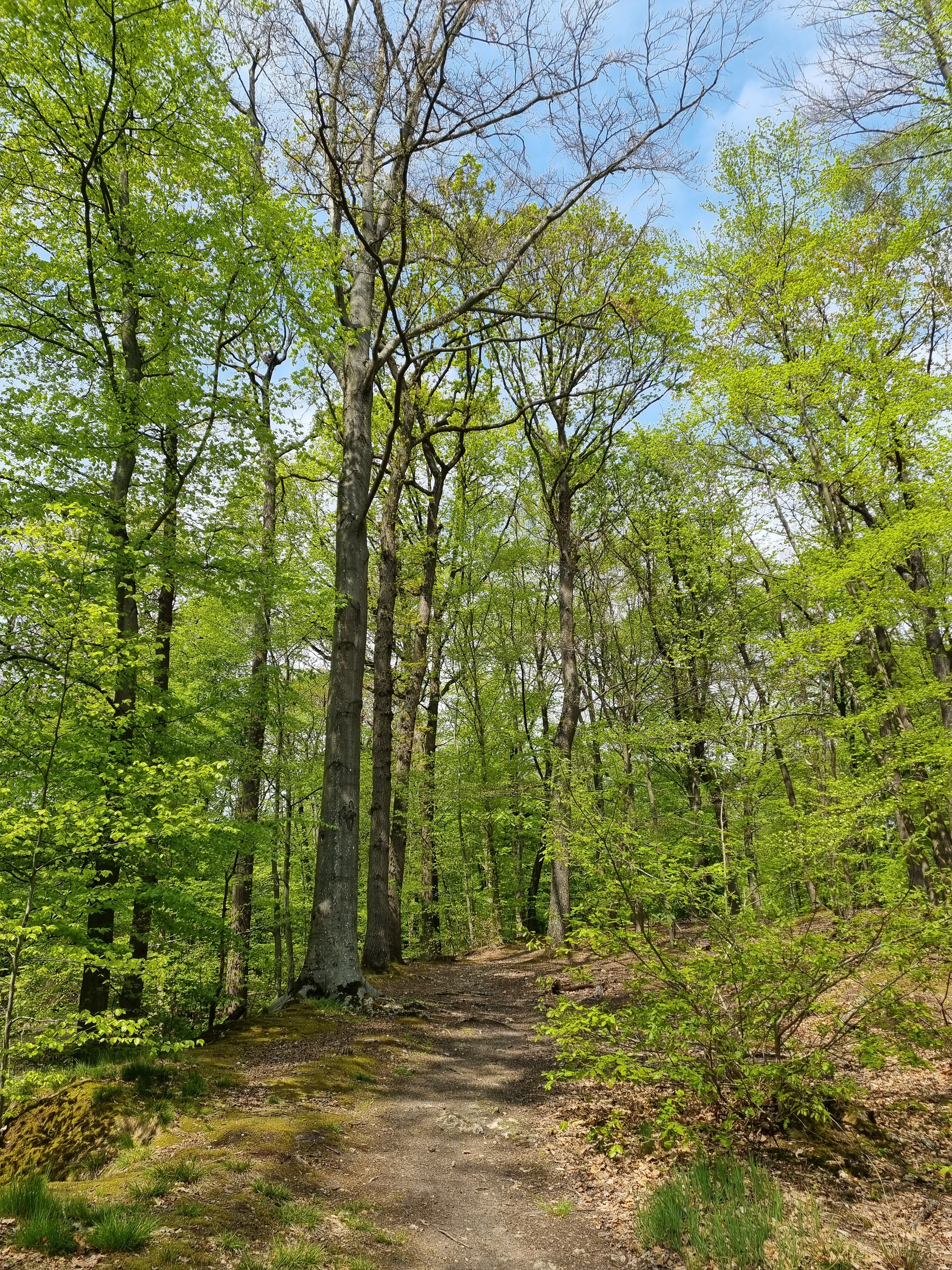 Ancient oak trees